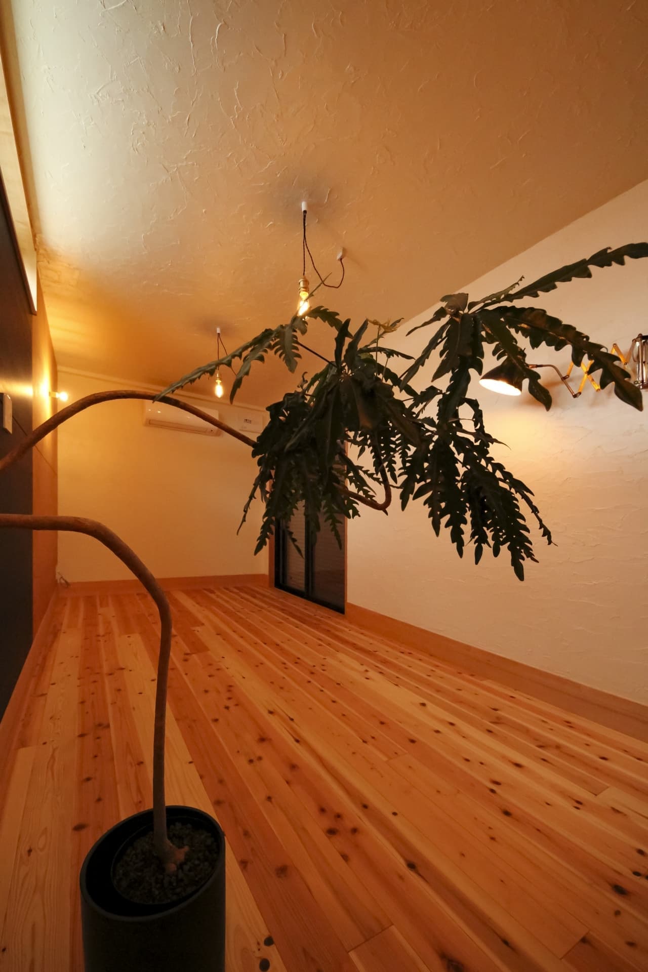 観葉植物
