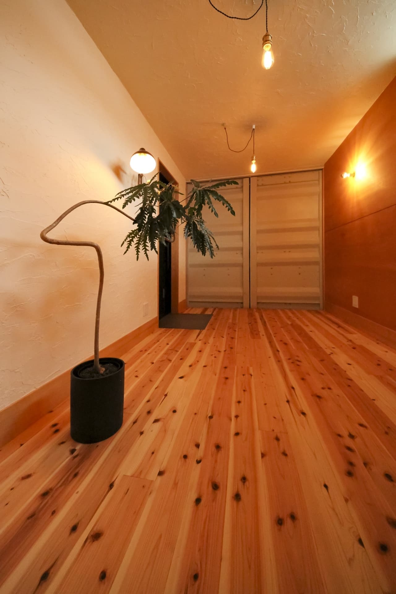 植物